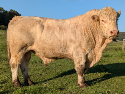 reproducteur charolais inscrit