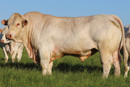 reproducteur charolais inscrit