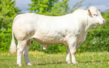 reproducteur charolais inscrit