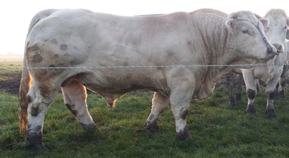 reproducteur charolais inscrit