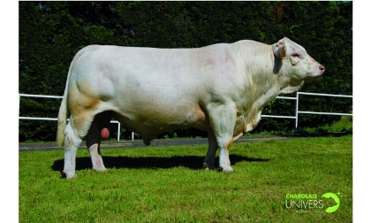 reproducteur charolais inscrit