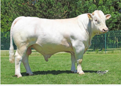 reproducteur charolais inscrit