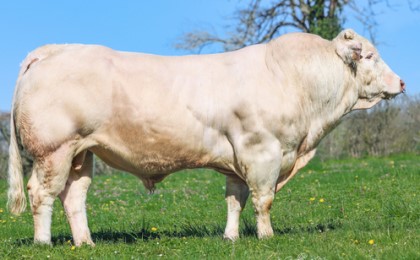 reproducteur charolais inscrit