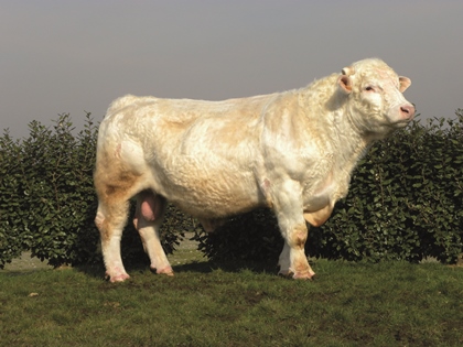 reproducteur charolais inscrit