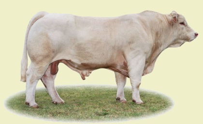 reproducteur charolais inscrit