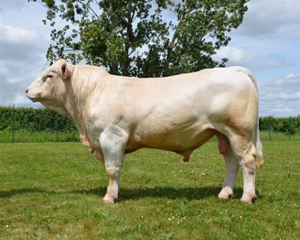 reproducteur charolais inscrit