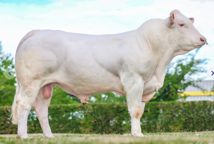 reproducteur charolais inscrit