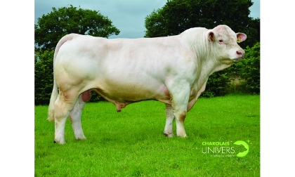 reproducteur charolais inscrit