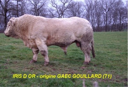 reproducteur charolais inscrit