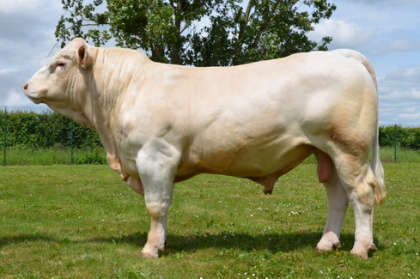 reproducteur charolais inscrit