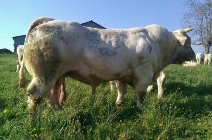 reproducteur charolais inscrit