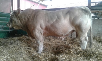 reproducteur charolais inscrit