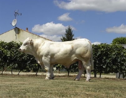 reproducteur charolais inscrit