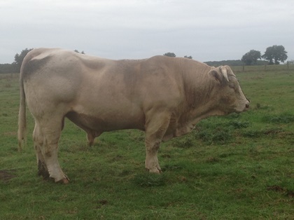 reproducteur charolais inscrit