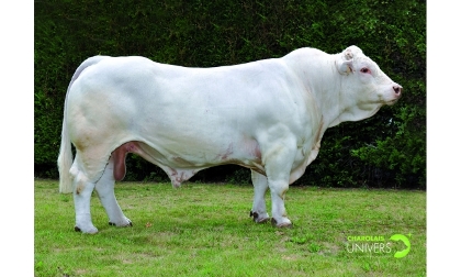 reproducteur charolais inscrit