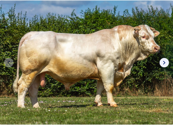 reproducteur charolais inscrit
