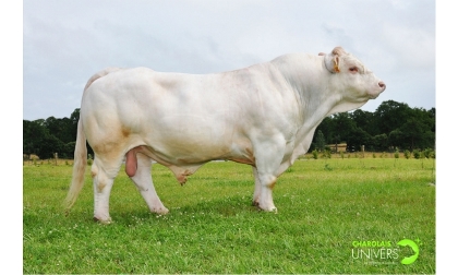reproducteur charolais inscrit
