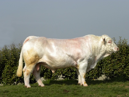 reproducteur charolais inscrit