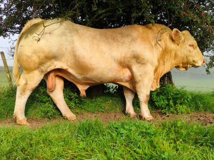 reproducteur charolais inscrit
