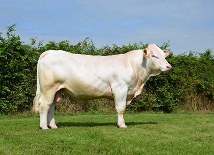 reproducteur charolais inscrit