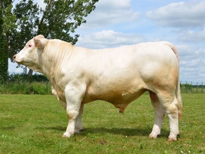 reproducteur charolais inscrit