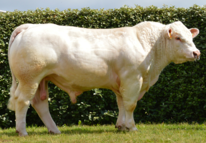 reproducteur charolais inscrit