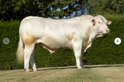 reproducteur charolais inscrit