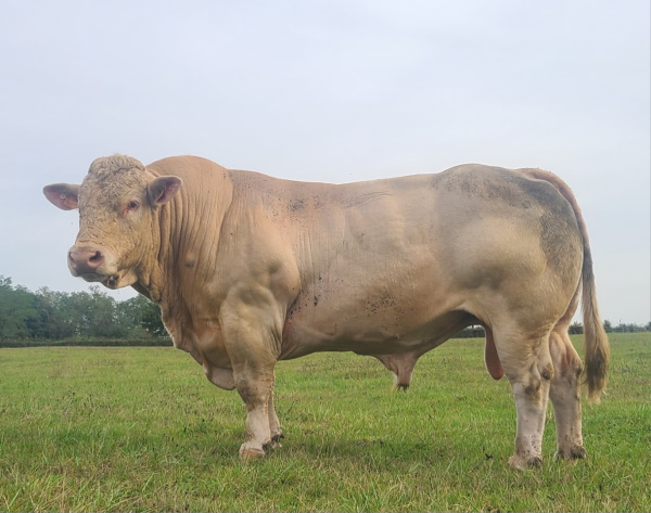 reproducteur charolais inscrit