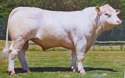 reproducteur charolais inscrit
