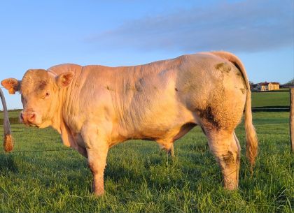 reproducteur charolais inscrit