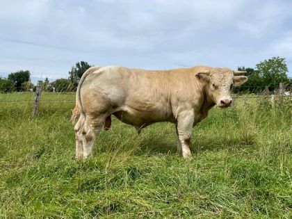 reproducteur charolais inscrit