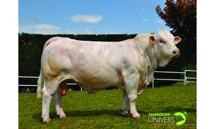 reproducteur charolais inscrit