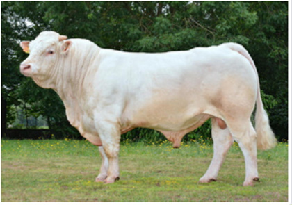 reproducteur charolais inscrit