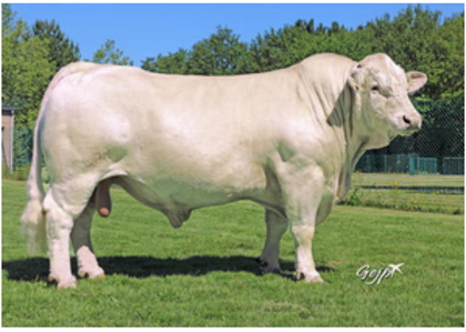 reproducteur charolais inscrit
