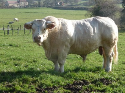 reproducteur charolais inscrit