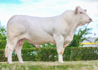 reproducteur charolais inscrit