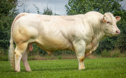 reproducteur charolais inscrit