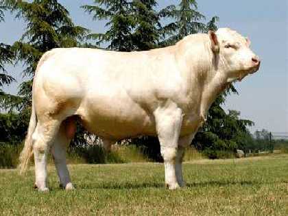 reproducteur charolais inscrit