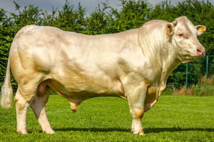 reproducteur charolais inscrit