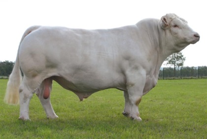 reproducteur charolais inscrit