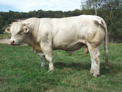 reproducteur charolais inscrit