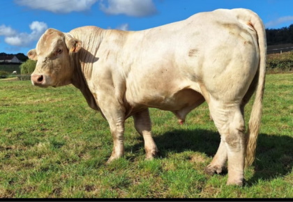 reproducteur charolais inscrit