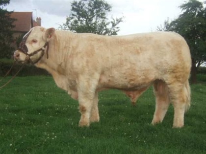 reproducteur charolais inscrit