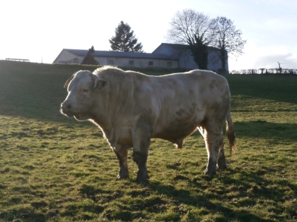 reproducteur charolais inscrit