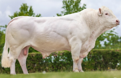 reproducteur charolais inscrit