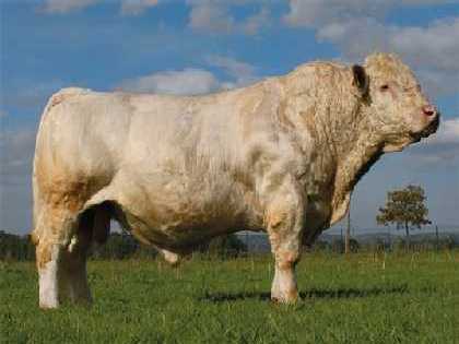 reproducteur charolais inscrit