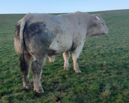 reproducteur charolais inscrit