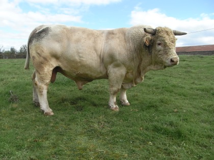 reproducteur charolais inscrit