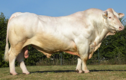 reproducteur charolais inscrit