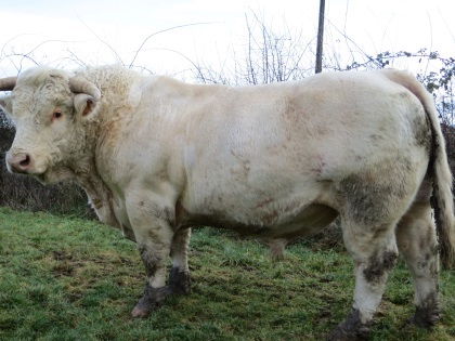 reproducteur charolais inscrit